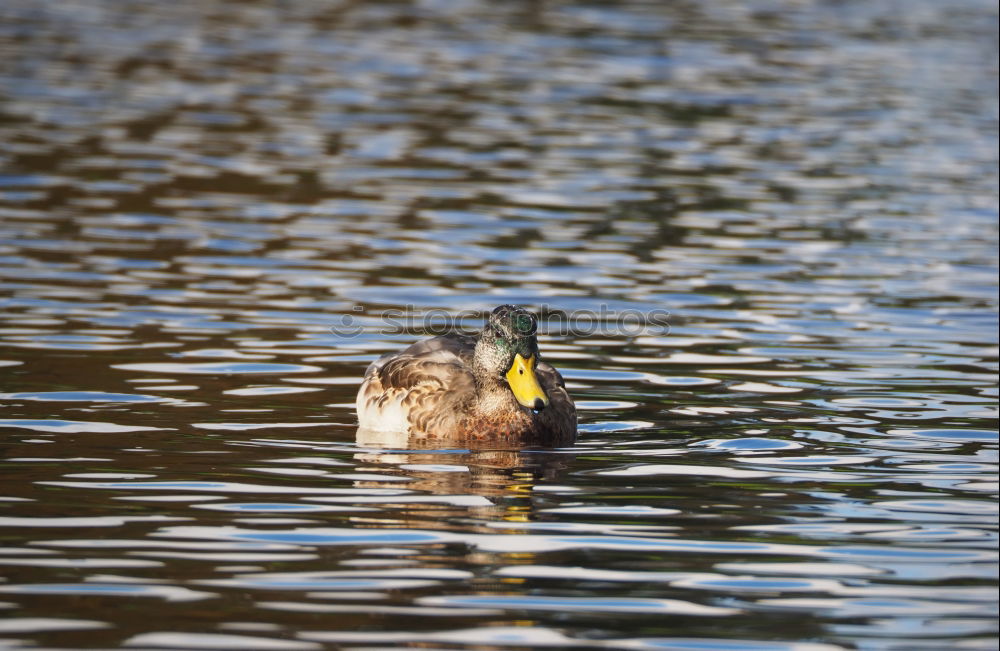 Similar – water duck Sweet Cute