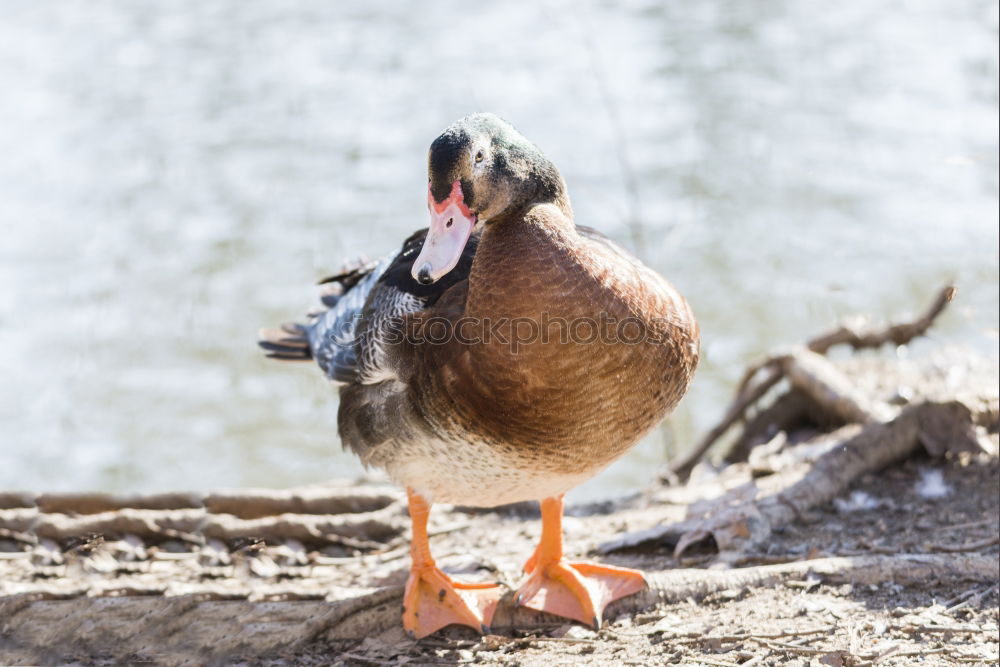 Ente Schnabel Tier Vogel