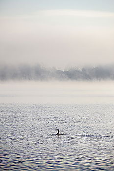 Image, Stock Photo Dead Sea Floating