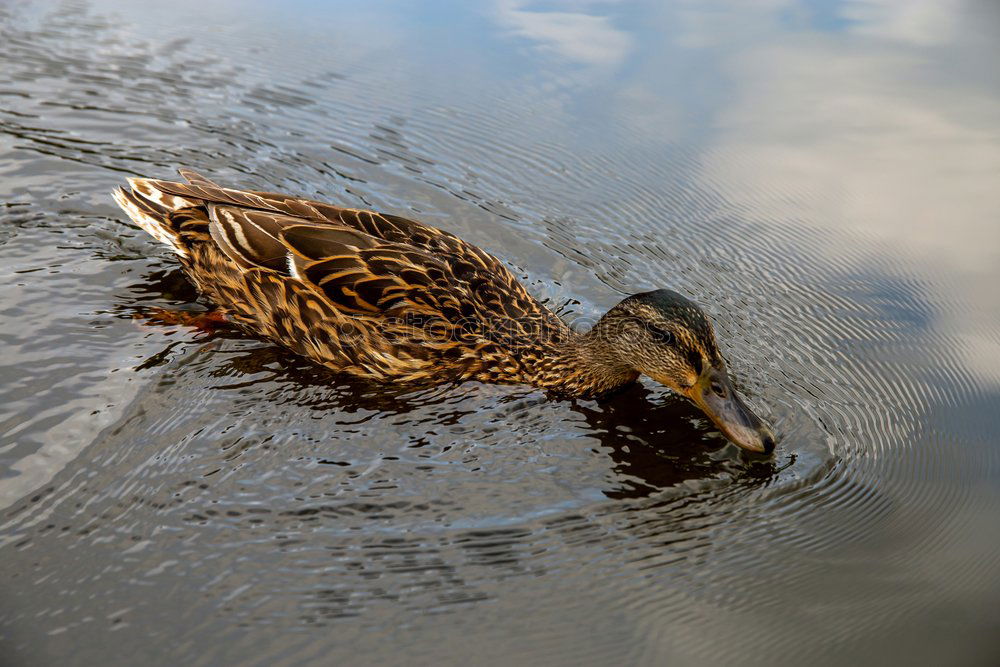 Similar – Nag Nag Animal Bird