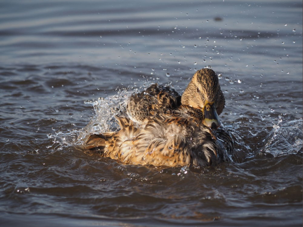 Similar – water features Playing