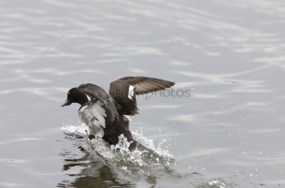 Similar – water duck Sweet Cute