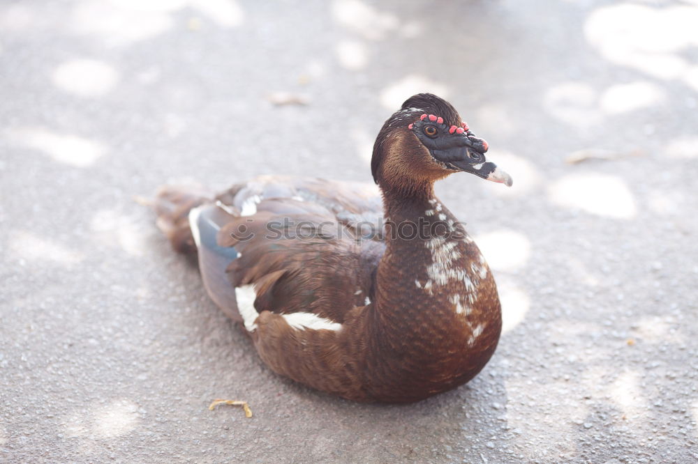 Eine Ente schaut bettelnd nach oben in der Hoffnung, endlich ein Stück von der Eiswaffel abzubekommen