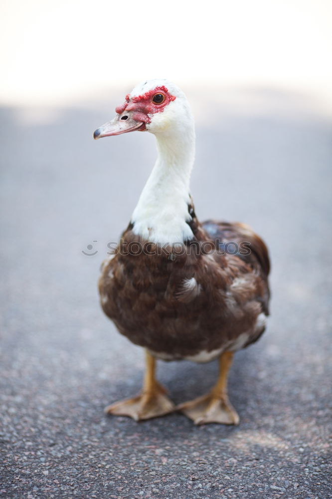 Similar – Image, Stock Photo Small meal for a pigeon . She has found something to eat.