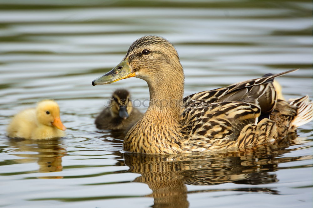 Similar – Image, Stock Photo cute yellow gosling