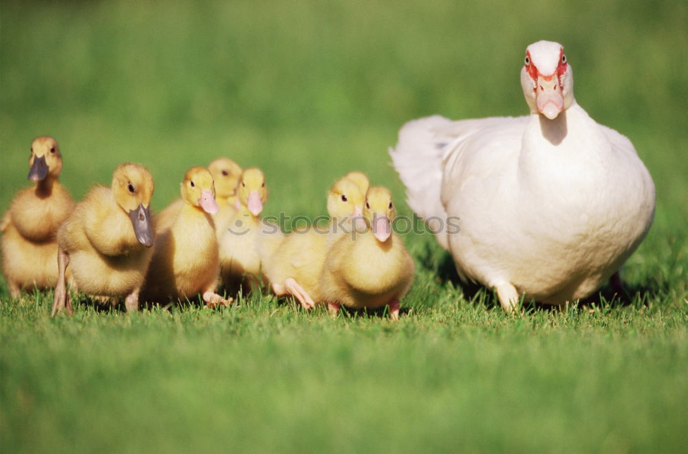 Similar – Gänsemarschnellergehndavorne?