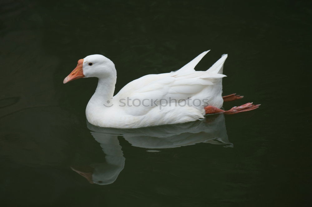 Similar – schwanensee Tier Wasser