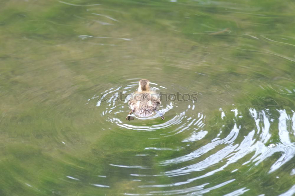 Similar – Breast swimming young woman with a red bikini in a swimming pond