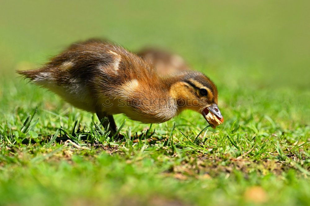 Similar – Foto Bild flügge? Vogel Küken