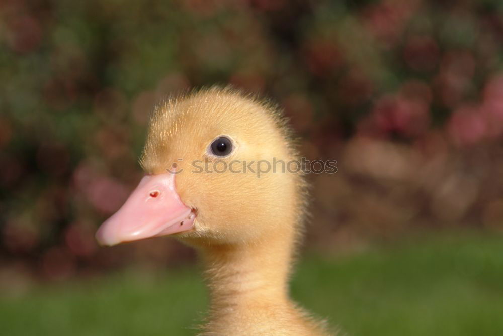Similar – Image, Stock Photo Duckling in the hands of a girl