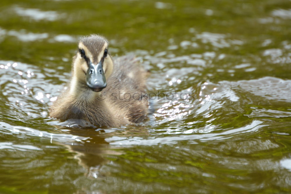 Similar – Image, Stock Photo brrrr Plant Animal