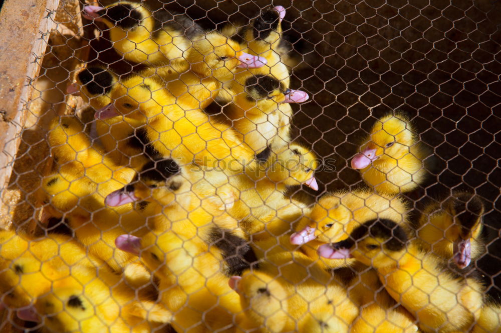 Similar – Beekeeper scrapes honey from a honeycomb