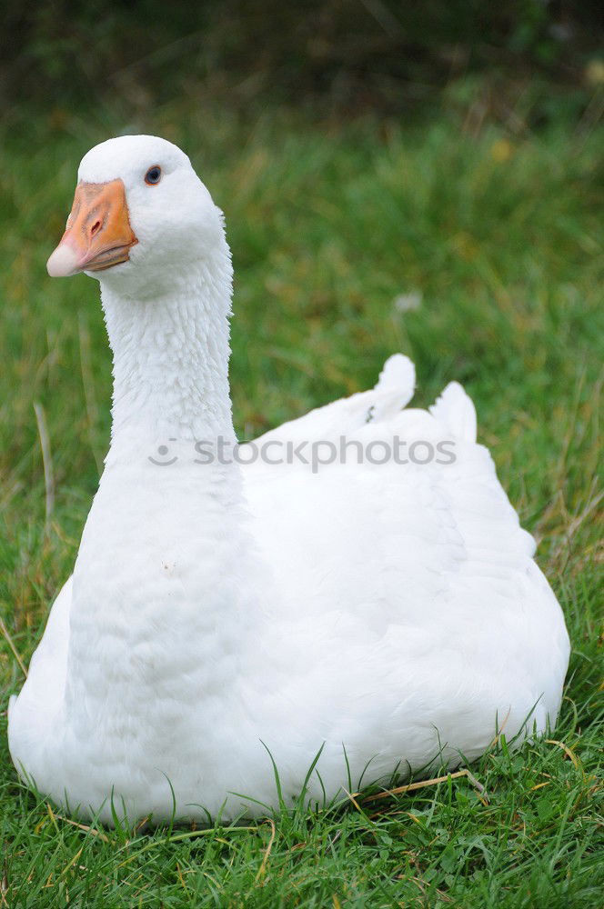 Similar – Foto Bild Sitting Duck Natur Vogel