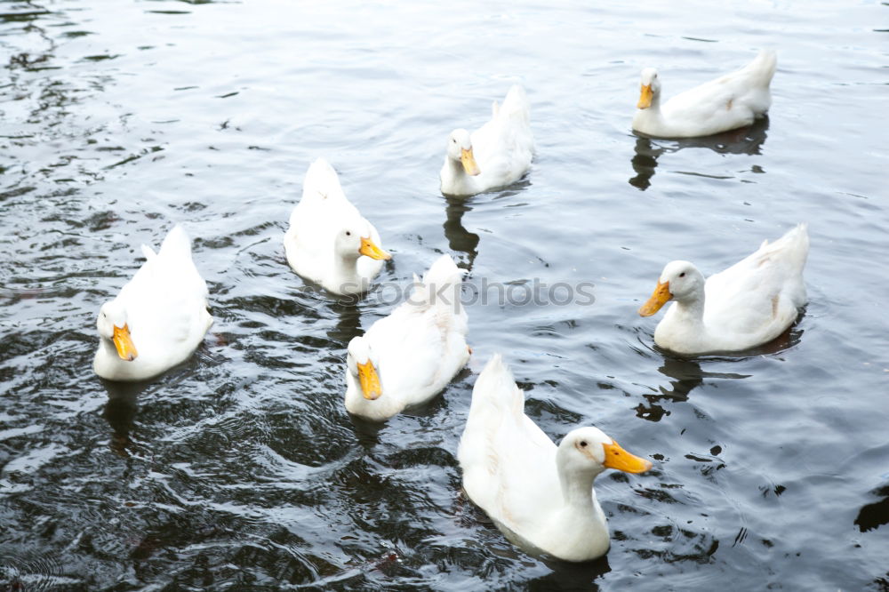 Similar – Schaulaufen Natur Wasser