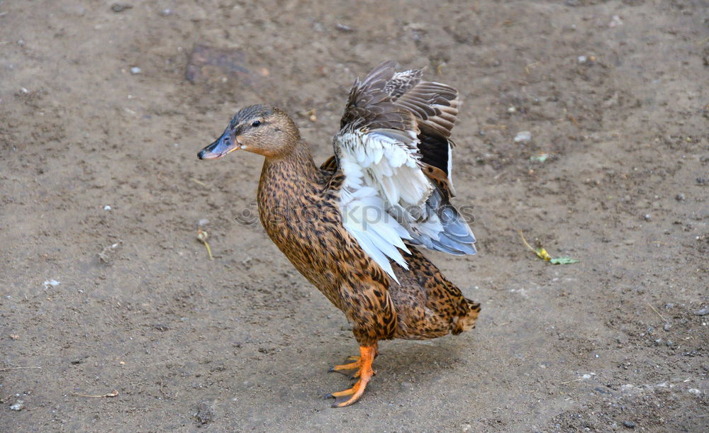 Similar – Eine Ente schaut bettelnd nach oben in der Hoffnung, endlich ein Stück von der Eiswaffel abzubekommen