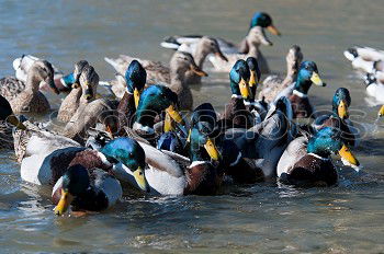 Similar – Image, Stock Photo garbENTEich