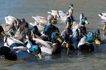 Similar – Image, Stock Photo garbENTEich