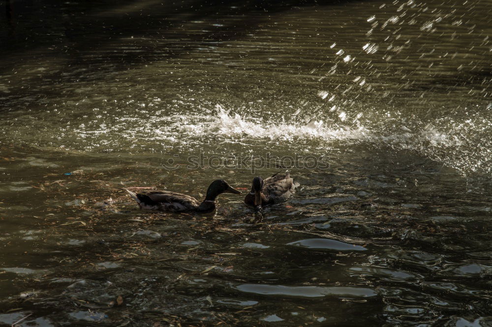 Similar – Dogs Summer Bath Well Wet