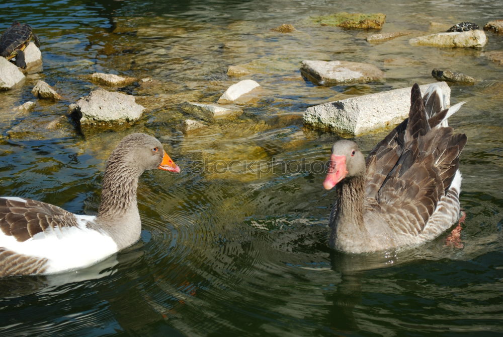 Similar – Foto Bild Blub, blub…nicht den Kopf in den Kies stecken…