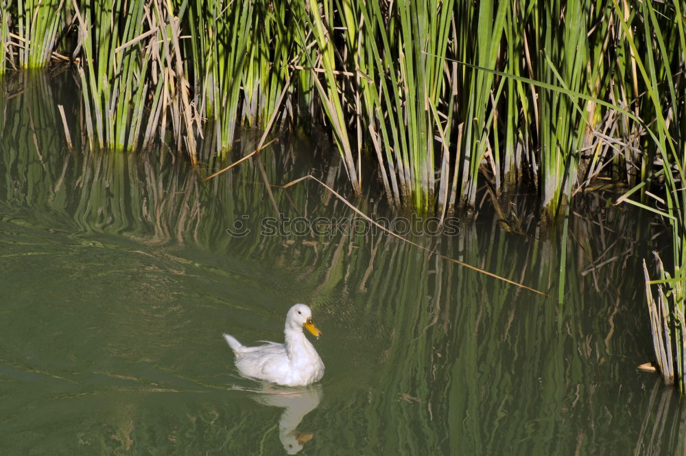 Similar – Foto Bild Erste Gehversuche Umwelt