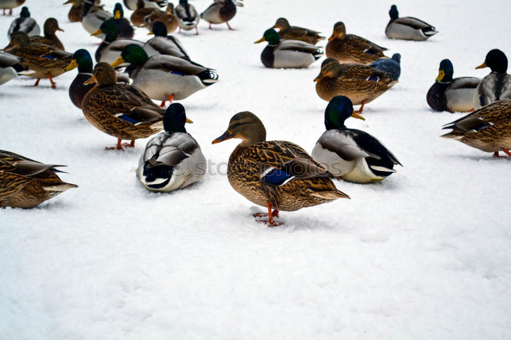 Similar – White warts ducks on a white background