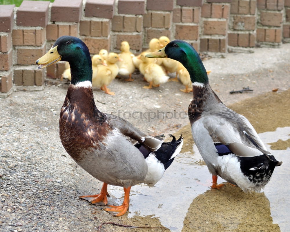 Similar – Image, Stock Photo duck Environment Animal