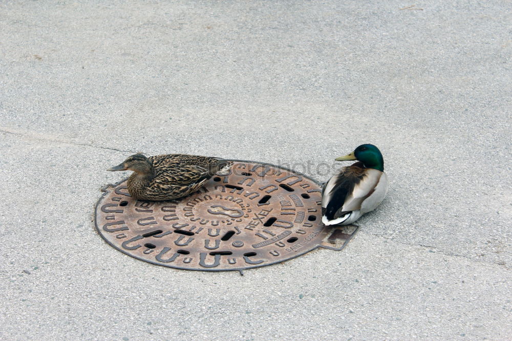 Similar – Eine Ente schaut bettelnd nach oben in der Hoffnung, endlich ein Stück von der Eiswaffel abzubekommen