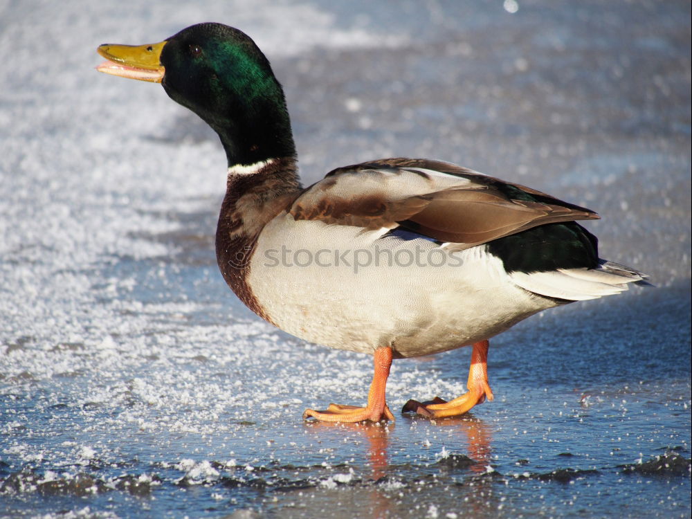 Similar – Eine Ente schaut bettelnd nach oben in der Hoffnung, endlich ein Stück von der Eiswaffel abzubekommen