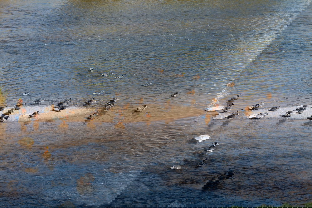 Similar – Image, Stock Photo the ducks of the Thalersee