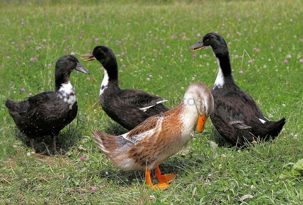 Similar – Sleeping Bird Calm Grass