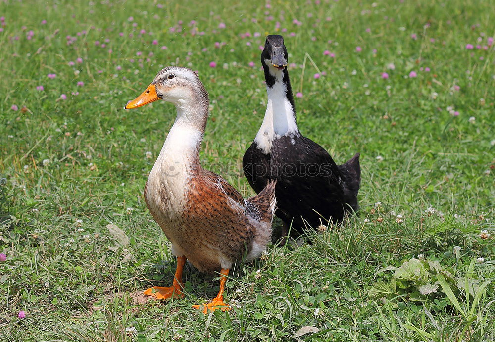 Similar – Image, Stock Photo twins Duck Mallard Meadow