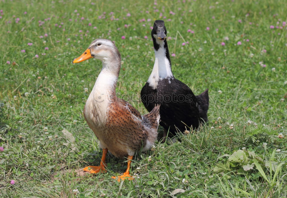 Image, Stock Photo twins Duck Mallard Meadow