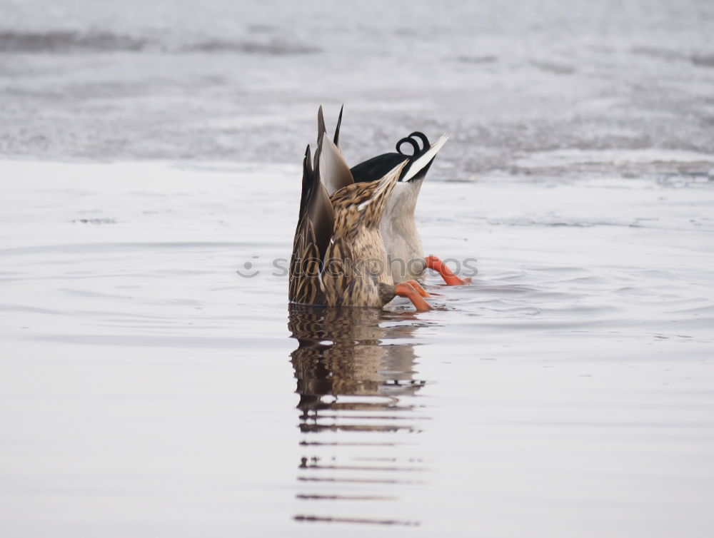 Similar – Halbe Ente Wasser Teich