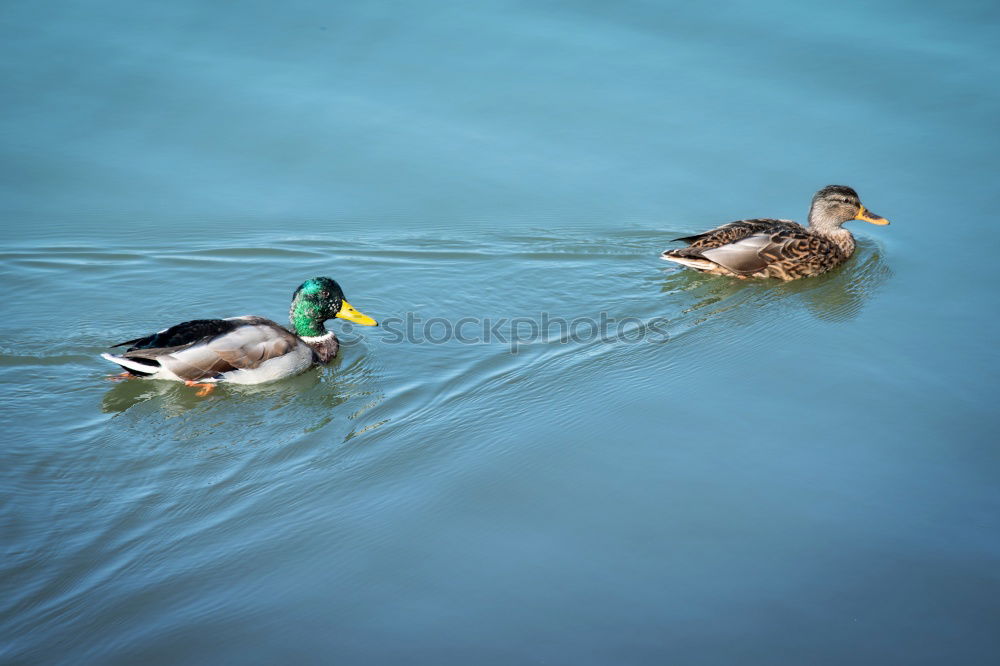 Similar – Image, Stock Photo duckattack Coast Lakeside