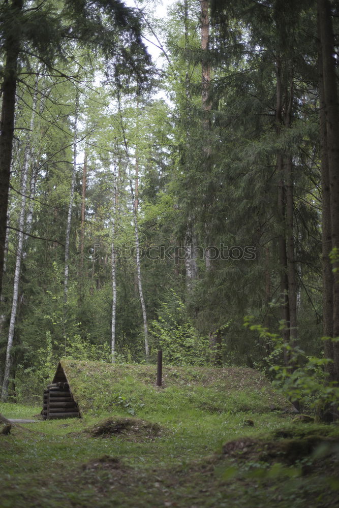 Similar – Foto Bild Im Wald da sind die Räuber