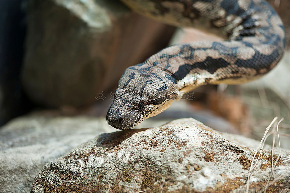 Similar – Vipera ammodytes showing its fangs