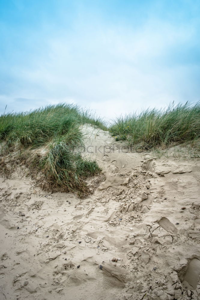 Similar – Strandläufer auf Amrum