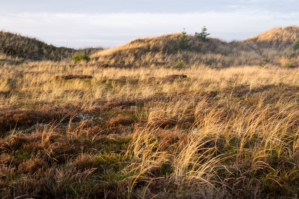 Similar – Image, Stock Photo late summer Environment