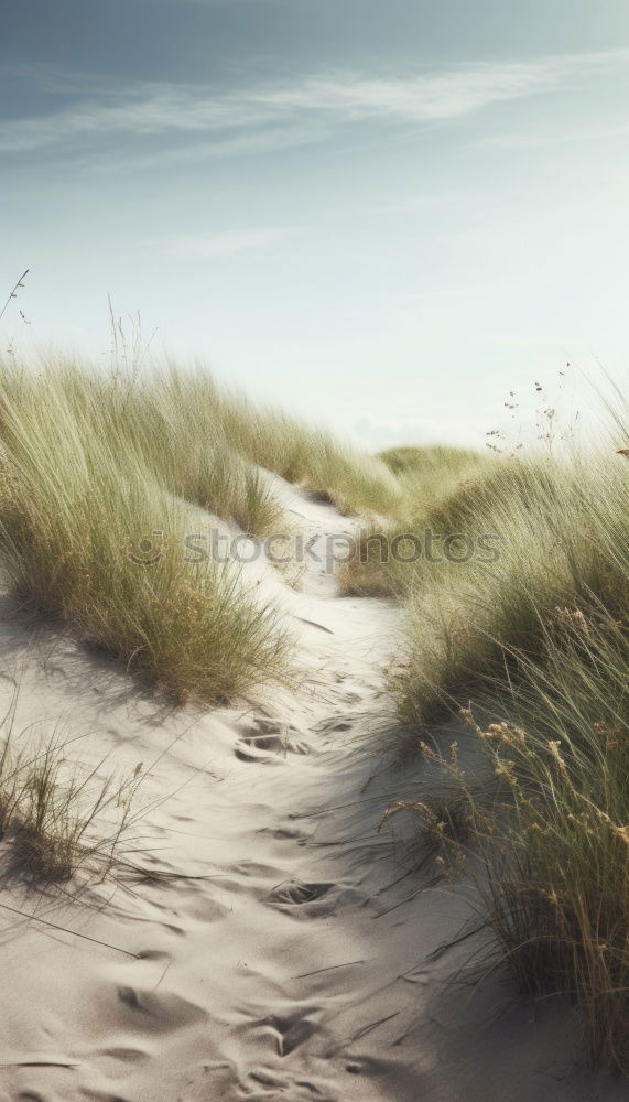 Similar – Image, Stock Photo Landscape in the dunes on the island of Amrum