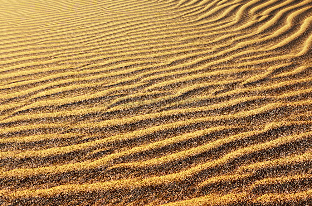 Similar – Sandgeflüster Düne Wüste