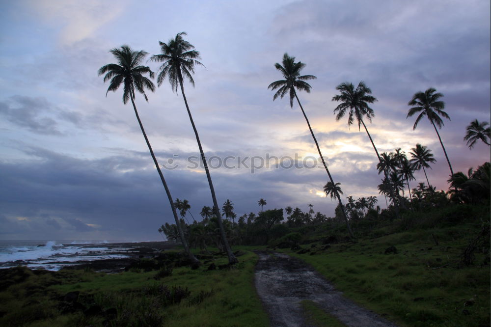 Similar – Seychelles Palm View