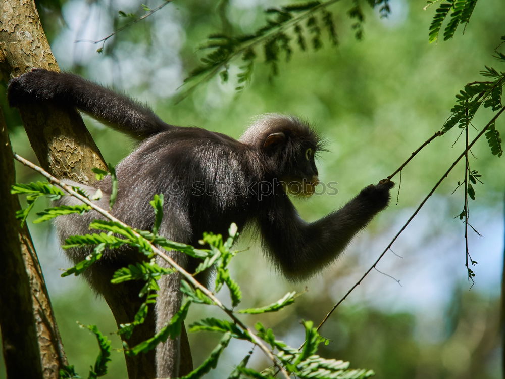 Similar – monkey Animal portrait