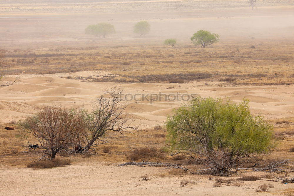 Similar – Image, Stock Photo Straight road in sandy desert land