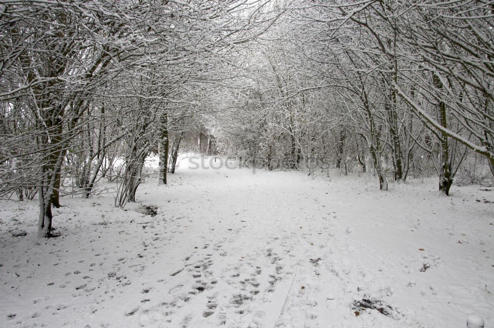 Similar – Winter fog on the footpath