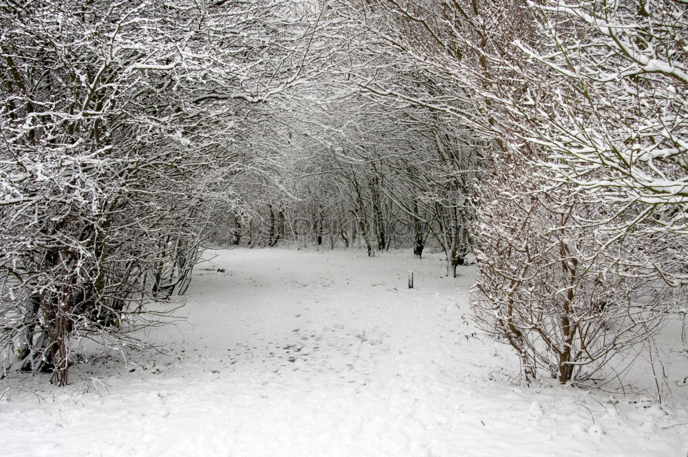 Similar – Image, Stock Photo Winter wonderland Nature