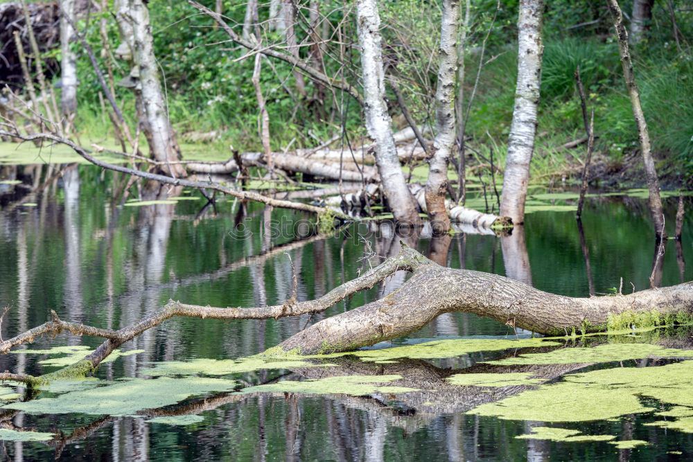 Similar – waterways Nature Landscape