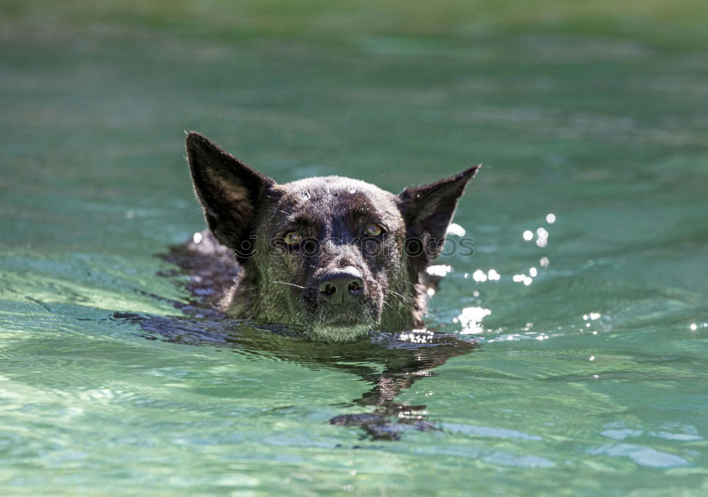 Similar – Image, Stock Photo Water rat II Dog Animal