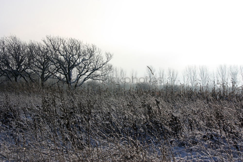 Similar – Image, Stock Photo hoar frost Tree Hoar frost