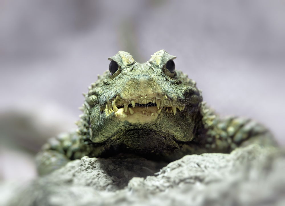 Similar – portrait of cute garlic toad