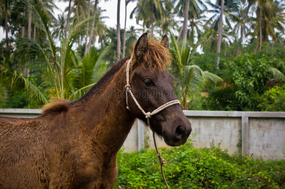 Similar – Image, Stock Photo Mule portrait, Sri Lanka